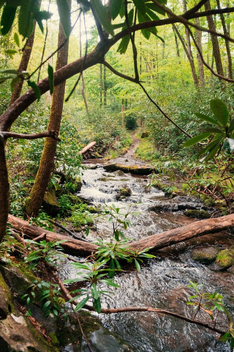 Riacho de águas claras correndo entre pedras e troncos na floresta
